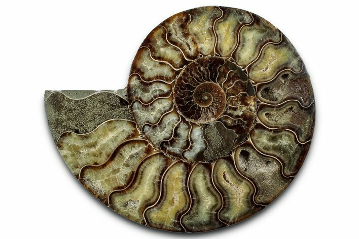 Cut & Polished Ammonite Fossil (Half) - Madagascar #347831